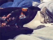 6566f32fd7c06a65cfc8344141b8cb0c.gif