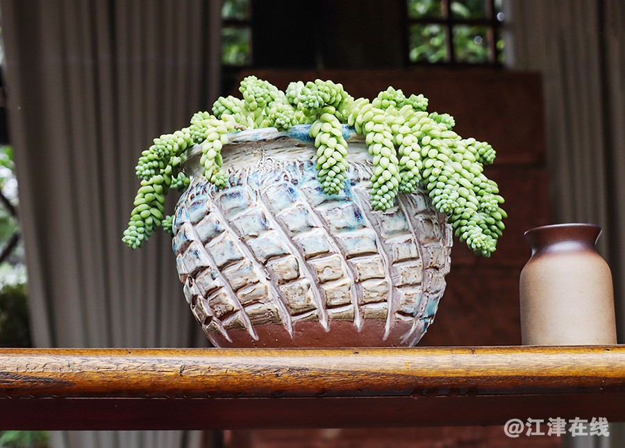 多肉植物 (3).jpg