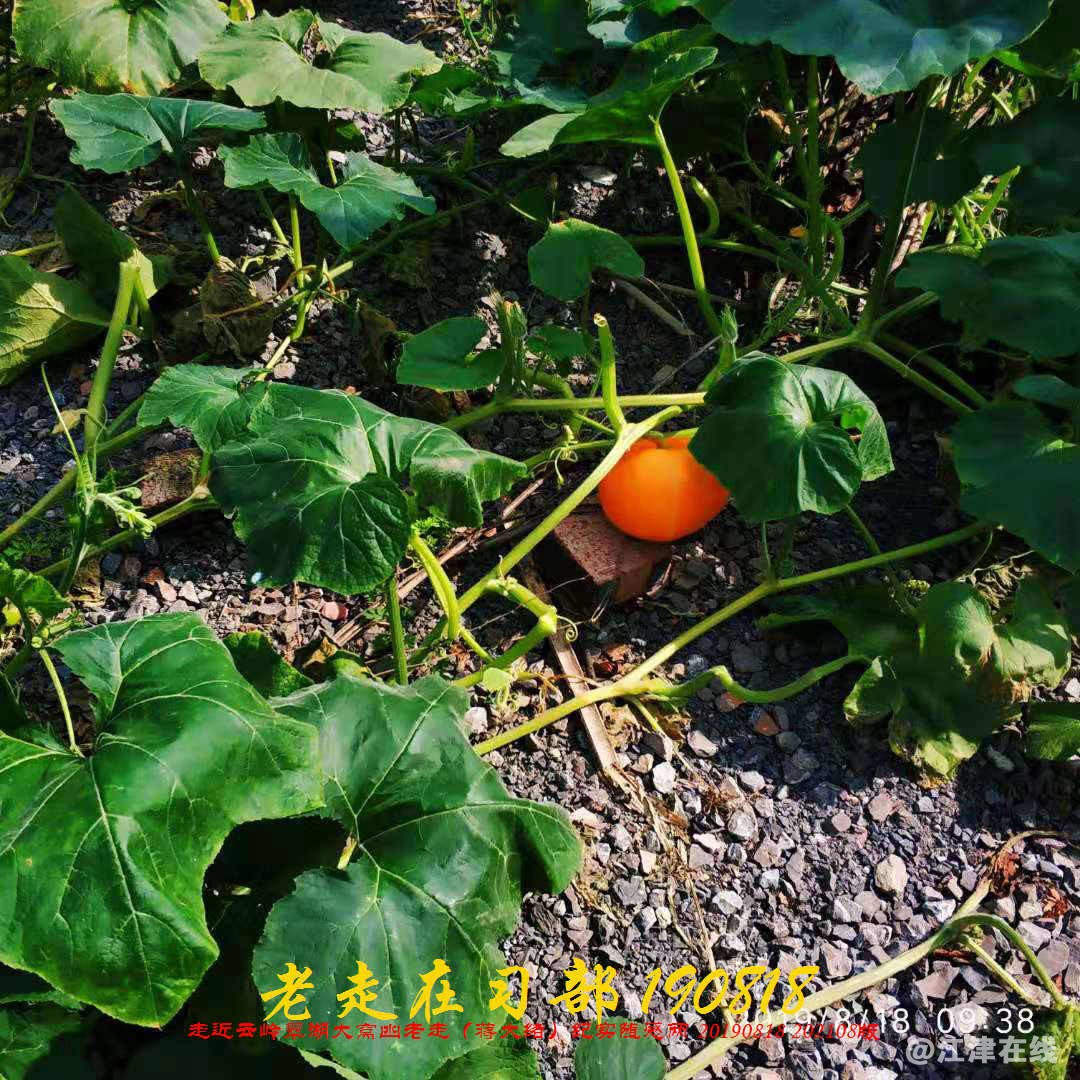 JYZ 20190818 WB(117).jpg