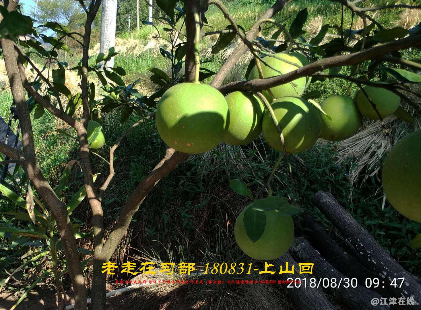 JYZ 20180830 WBQ (63).jpg