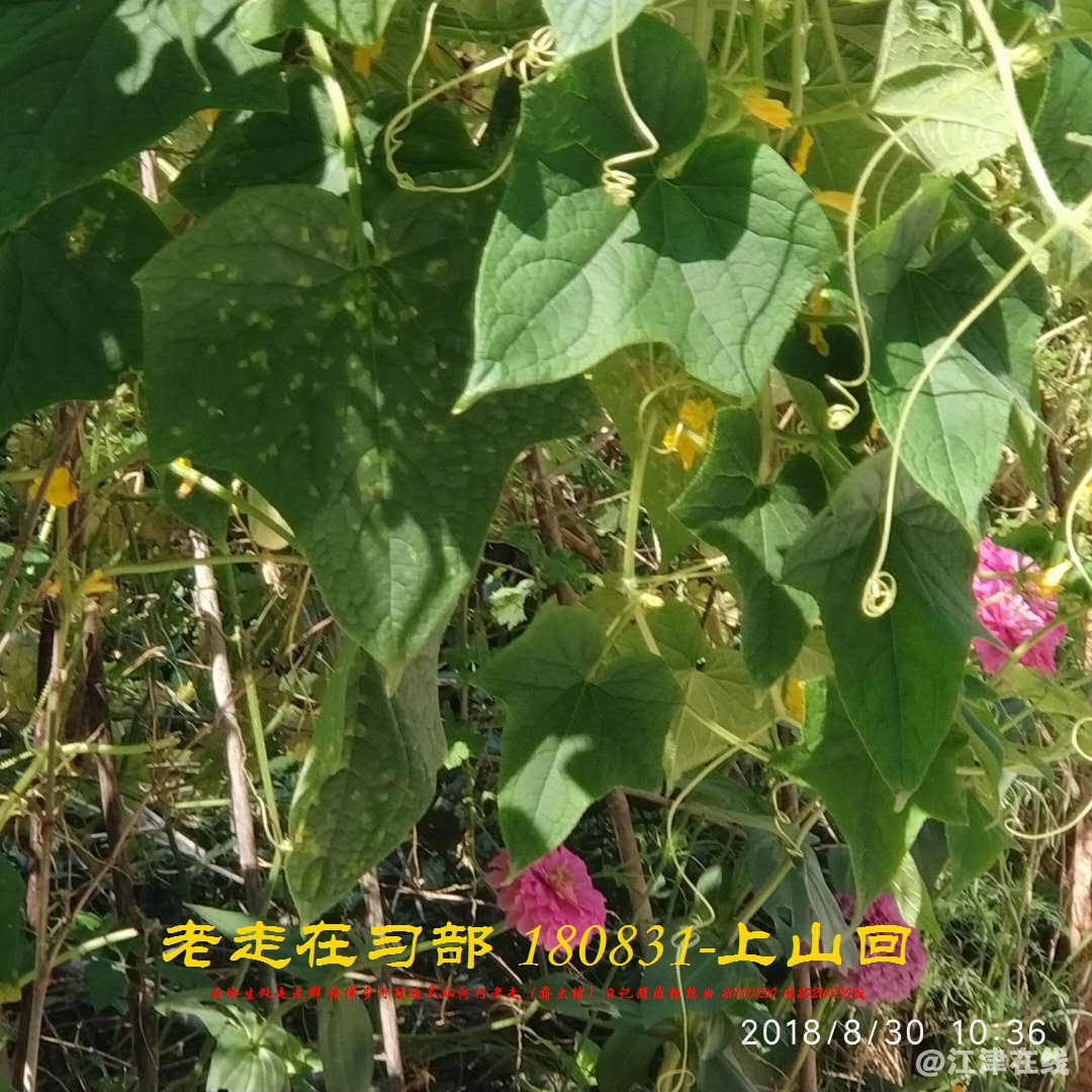 JYZ 20180830 WBQ (118).jpg