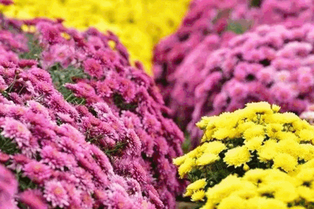 5db5eb9b0a425a6b27f5574b3844fd13.gif