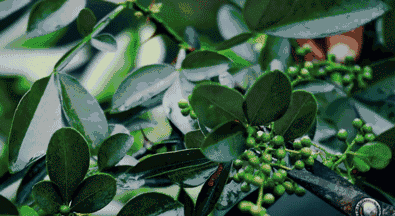 235e2314033e28bd0ccc77fc5bf2f908.gif