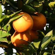 3e3477c5907e511b35a0443e45c55165.png