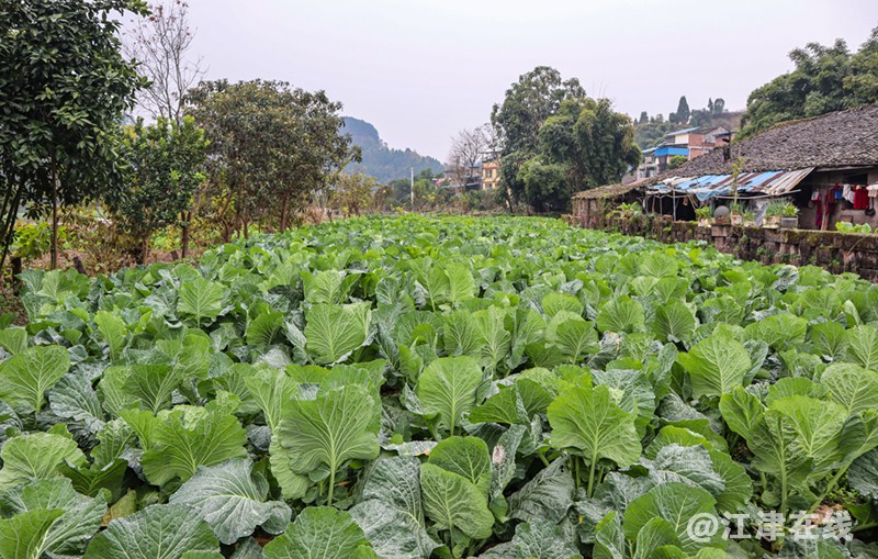 别口沱 (10).jpg
