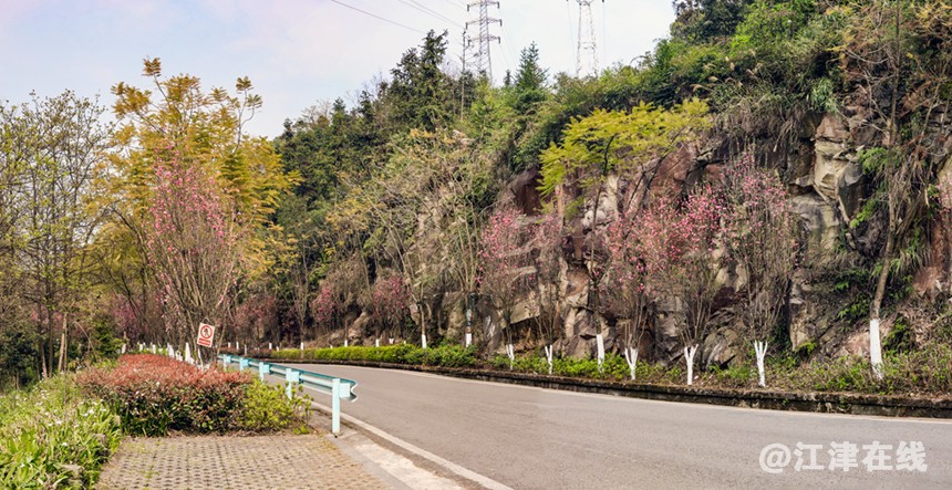 桃花道 (1).jpg