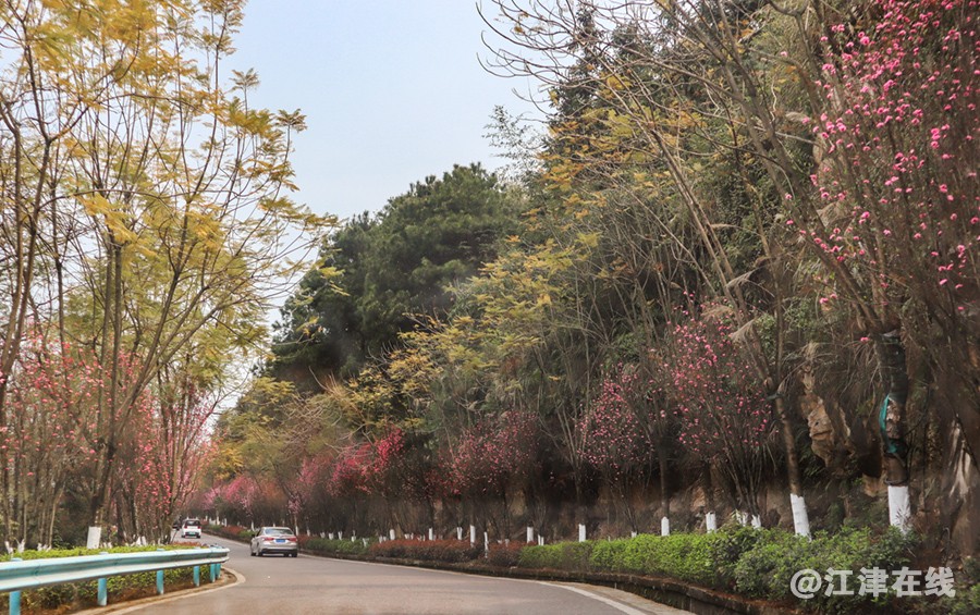桃花道 (2).jpg