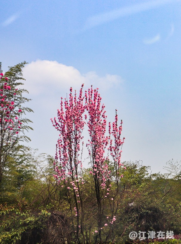 桃花道 (3).jpg