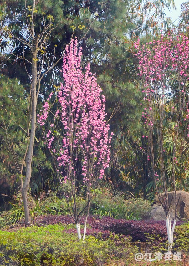 桃花道 (5).jpg