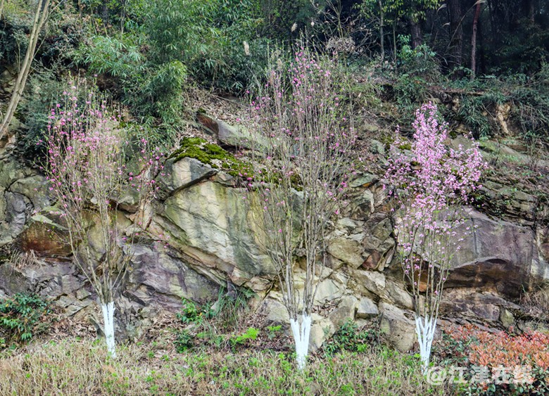 桃花道 (6).jpg