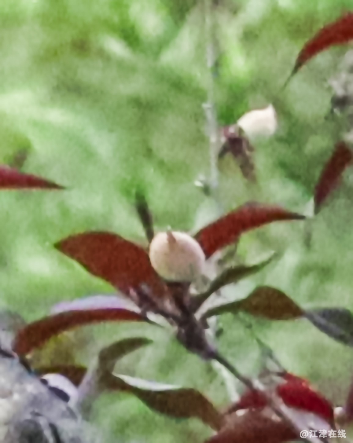 IMG_3327FD.jpg
