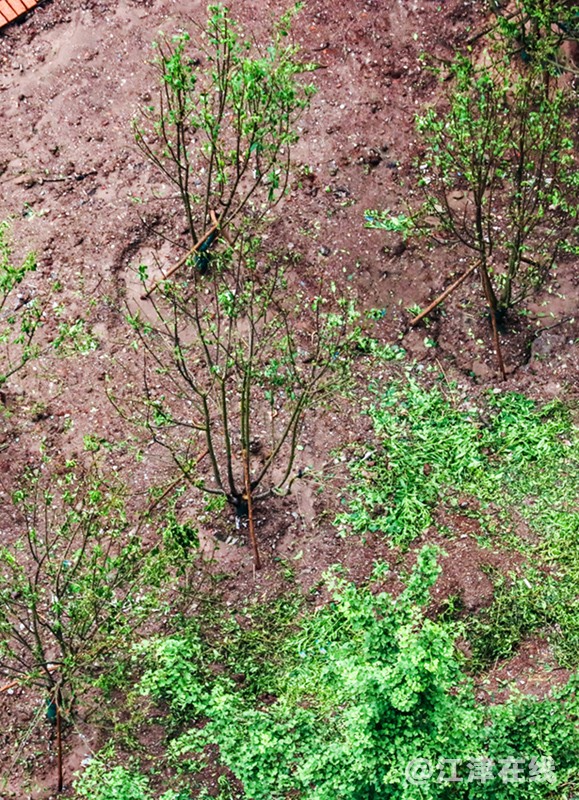 冒雨植树 (2).jpg