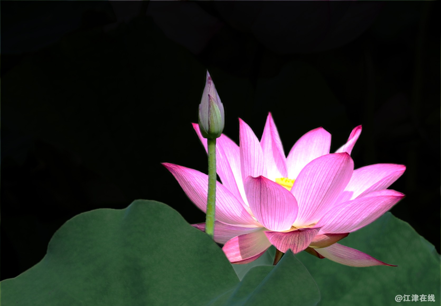 荷花 (1).jpg