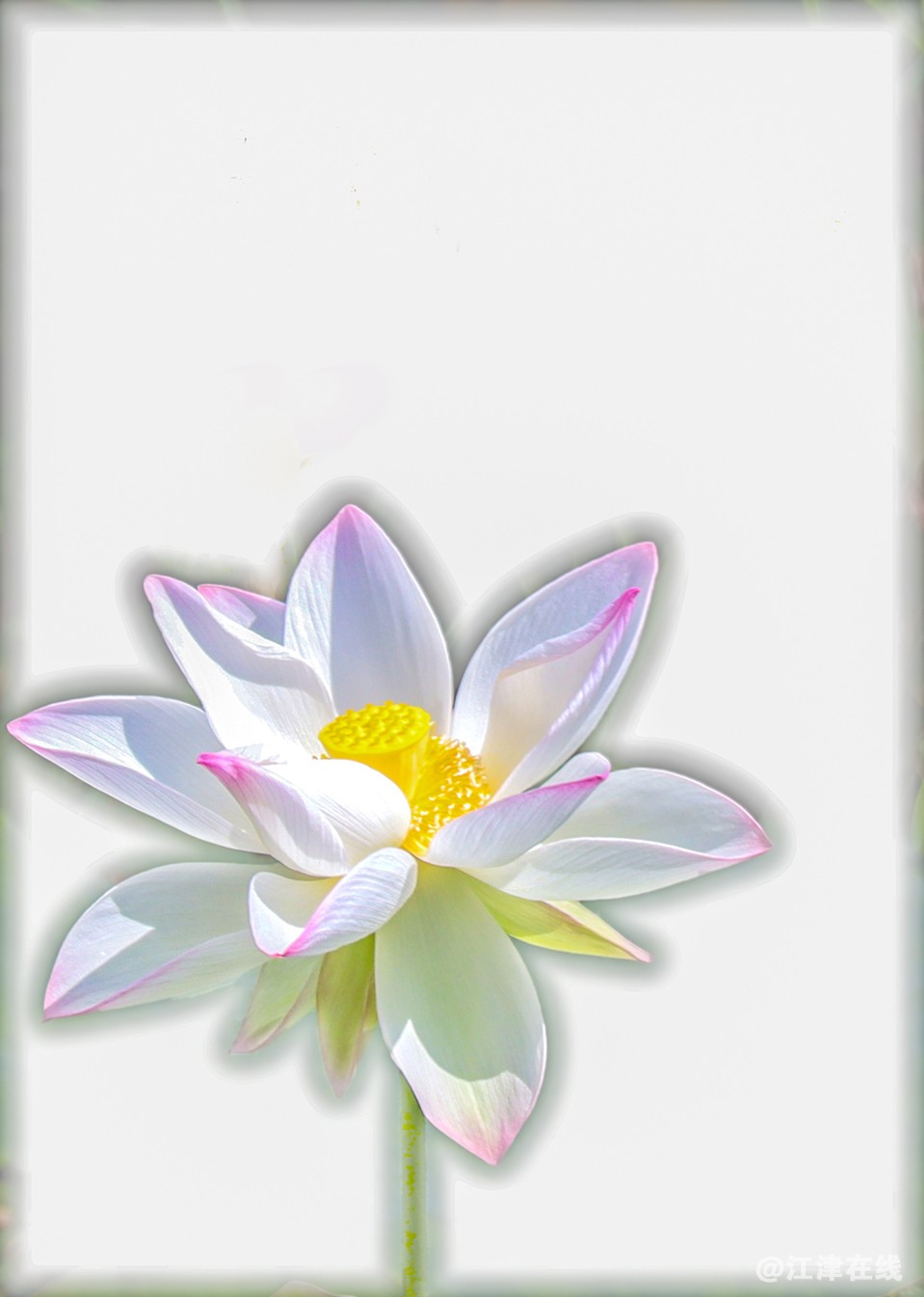 荷花 (9).jpg