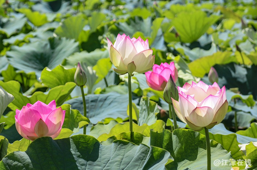 荷花 (10).jpg