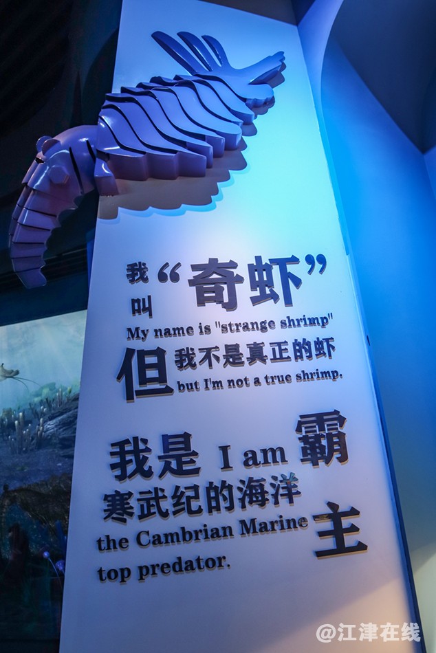 化石 (11).jpg