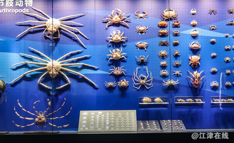 化石 (14).jpg