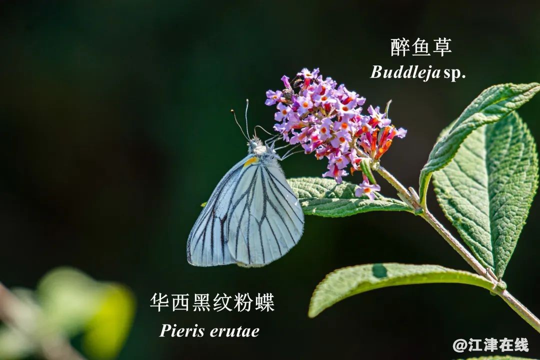 219543d9f757b04975780394fc745cdf.jpg