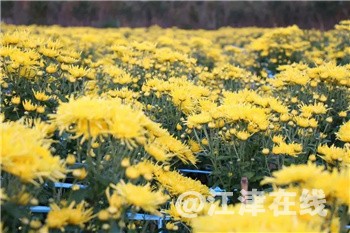 金丝皇菊１.jpg