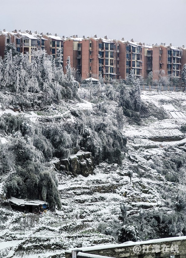 虎尾雪 (2).jpg