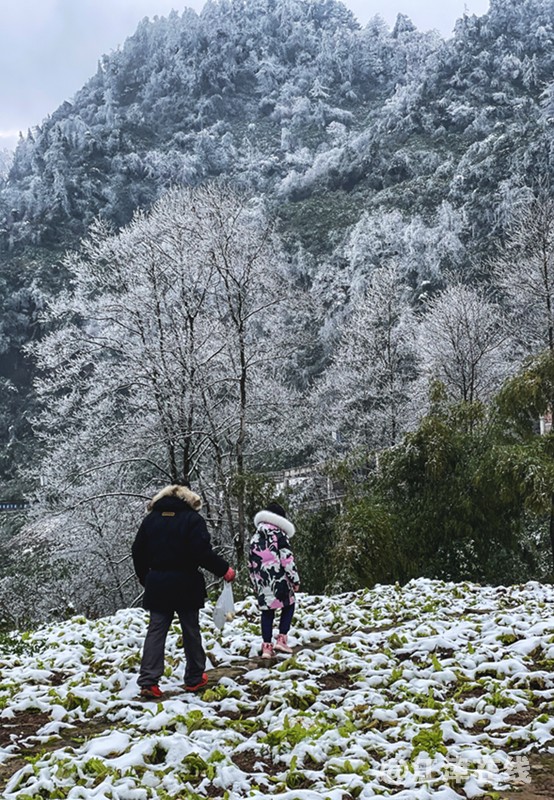 虎尾雪 (15).jpg