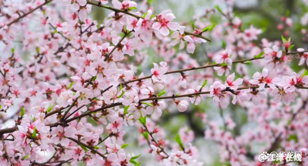 watermark,bucket_baidu-rmb-video-cover-1,image_YmpoL25ld3MvNjUzZjZkMjRlMDJiNjdjZWU1NzEzODg0MDNhYTQ0YzQucG5n,type_RlpMYW5UaW5nSGVpU01HQg==,w_28,text_QOWNjum-mee9kQ==,size_28,x_22,y_22,interval_2,color_FFFFFF,effect_softoutline,shc_000000,blr_2,align_1.jpg