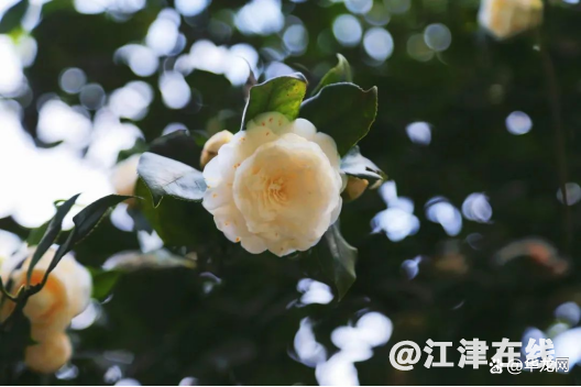 b21bb051f8198618efc817f1c206f0788ad4e634.jpg