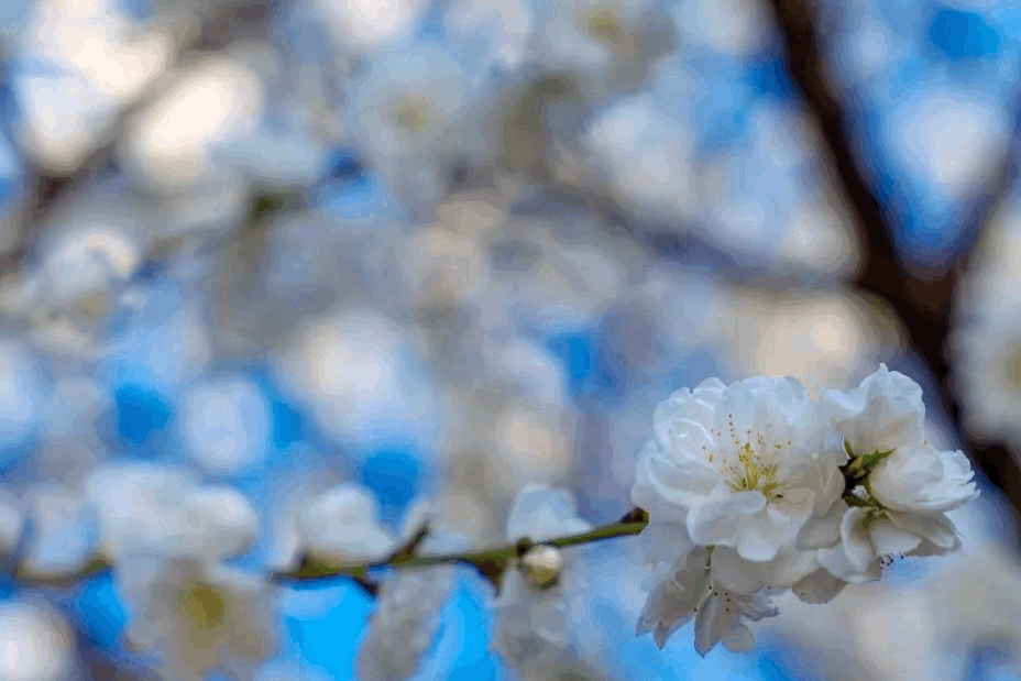 54e644c099c2c1fa2f7141d4b866076d.gif