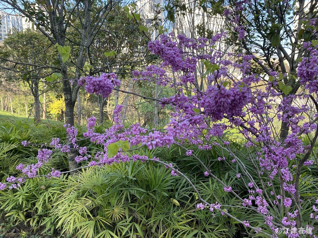 花1.jpg