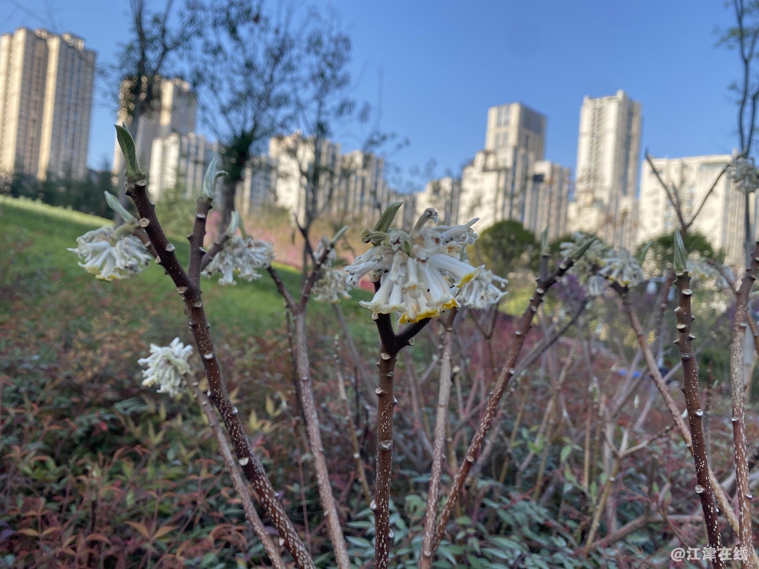 不知名花.jpg