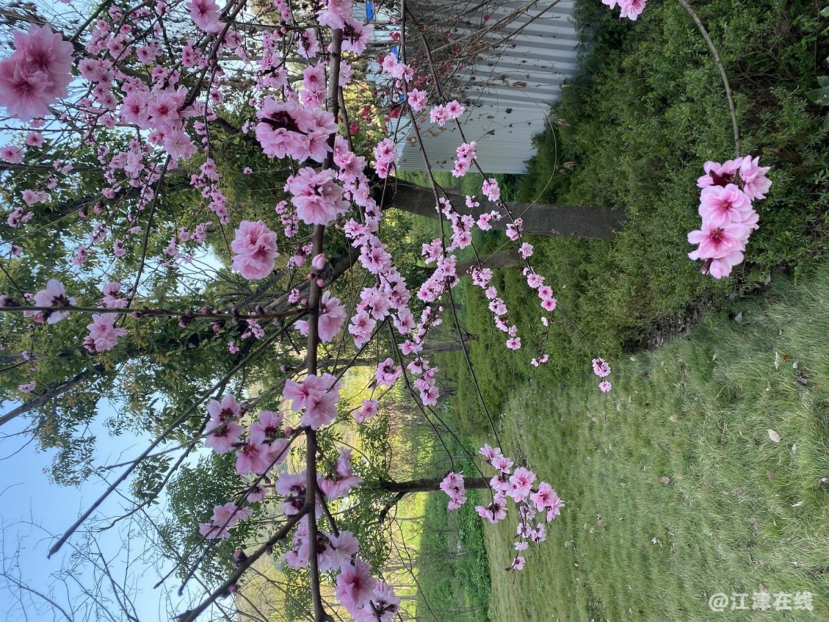 桃花.jpg