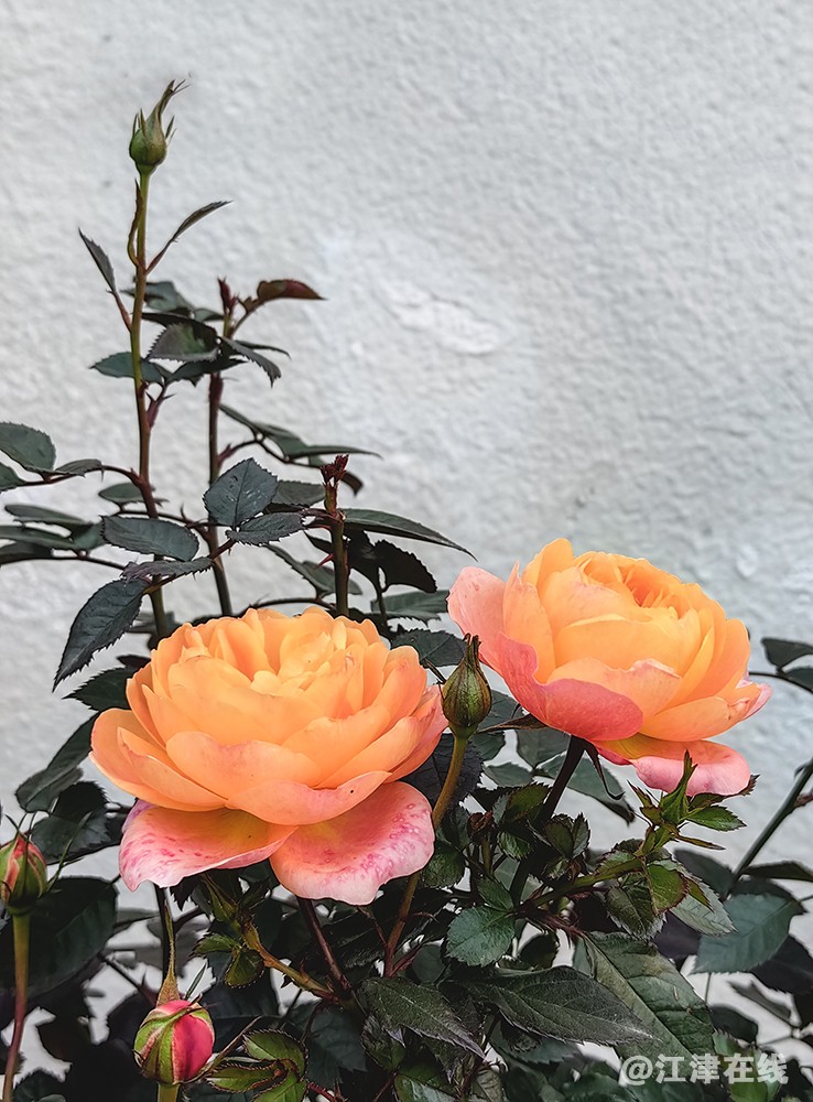 春花 (15).jpg