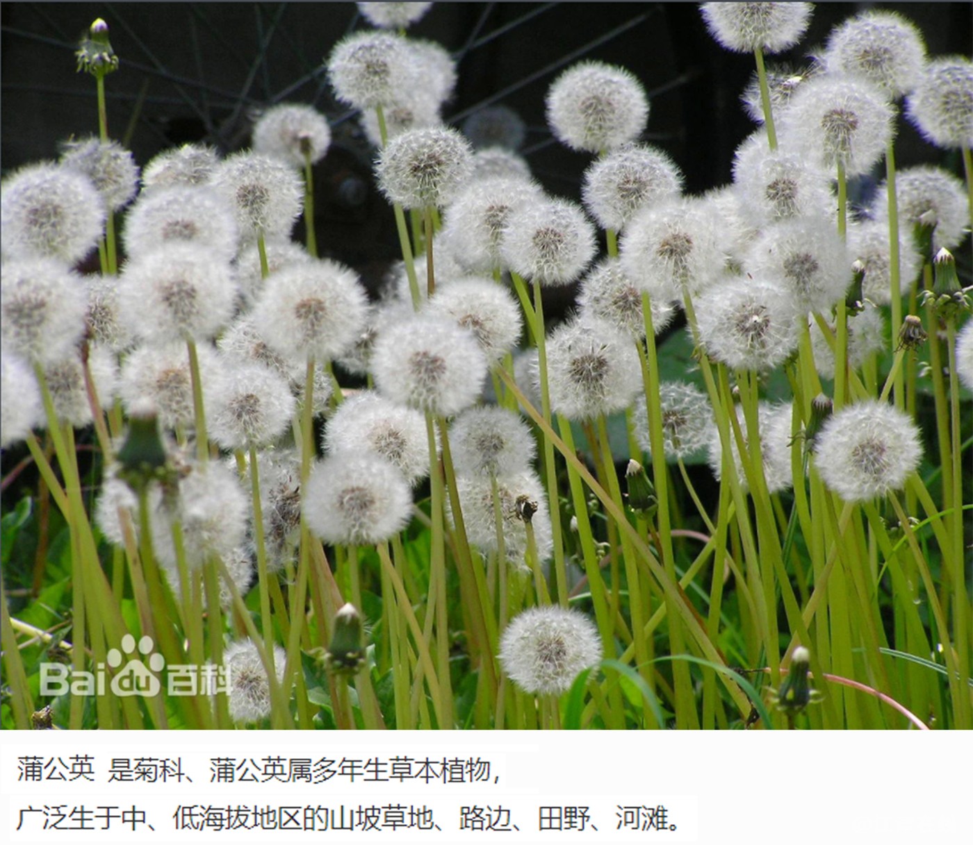 蒲公英.jpg