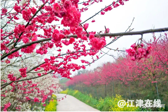 watermark,bucket_baidu-rmb-video-cover-1,image_YmpoL25ld3MvNjUzZjZkMjRlMDJiNjdjZWU1NzEzODg0MDNhYTQ0YzQucG5n,type_RlpMYW5UaW5nSGVpU01HQg==,w_15,text_QOWNjum-mee9kQ==,size_15,x_12,y_12,interval_2,color_FFFFFF,effect_softoutline,shc_000000,blr_2,align_1.jpg