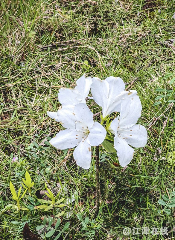 IMG_20240409_184812副本副本.jpg