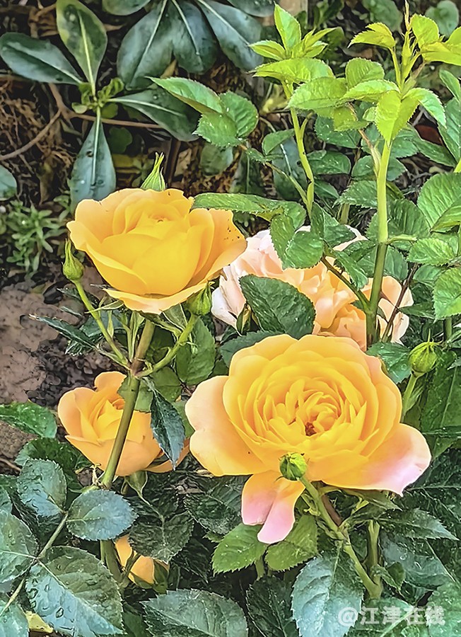 春花 (3).jpg