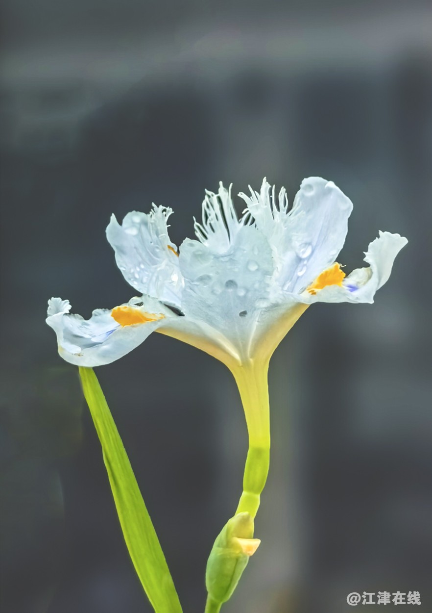 春花 (7).jpg