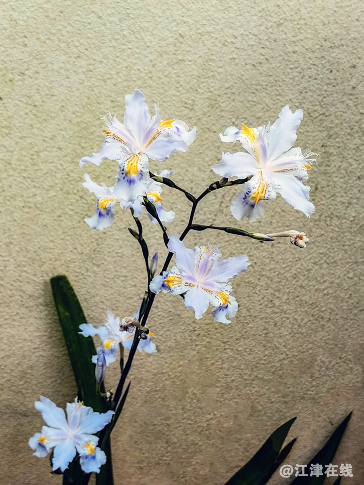 春花 (10).jpg