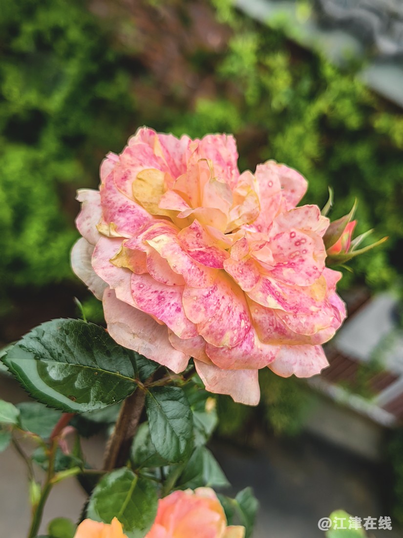 春花 (11).jpg