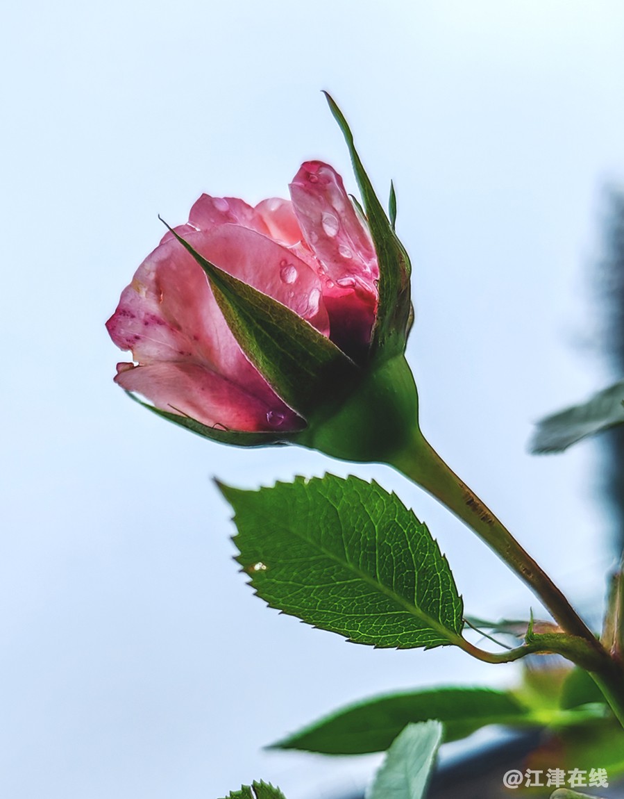 春花 (12).jpg