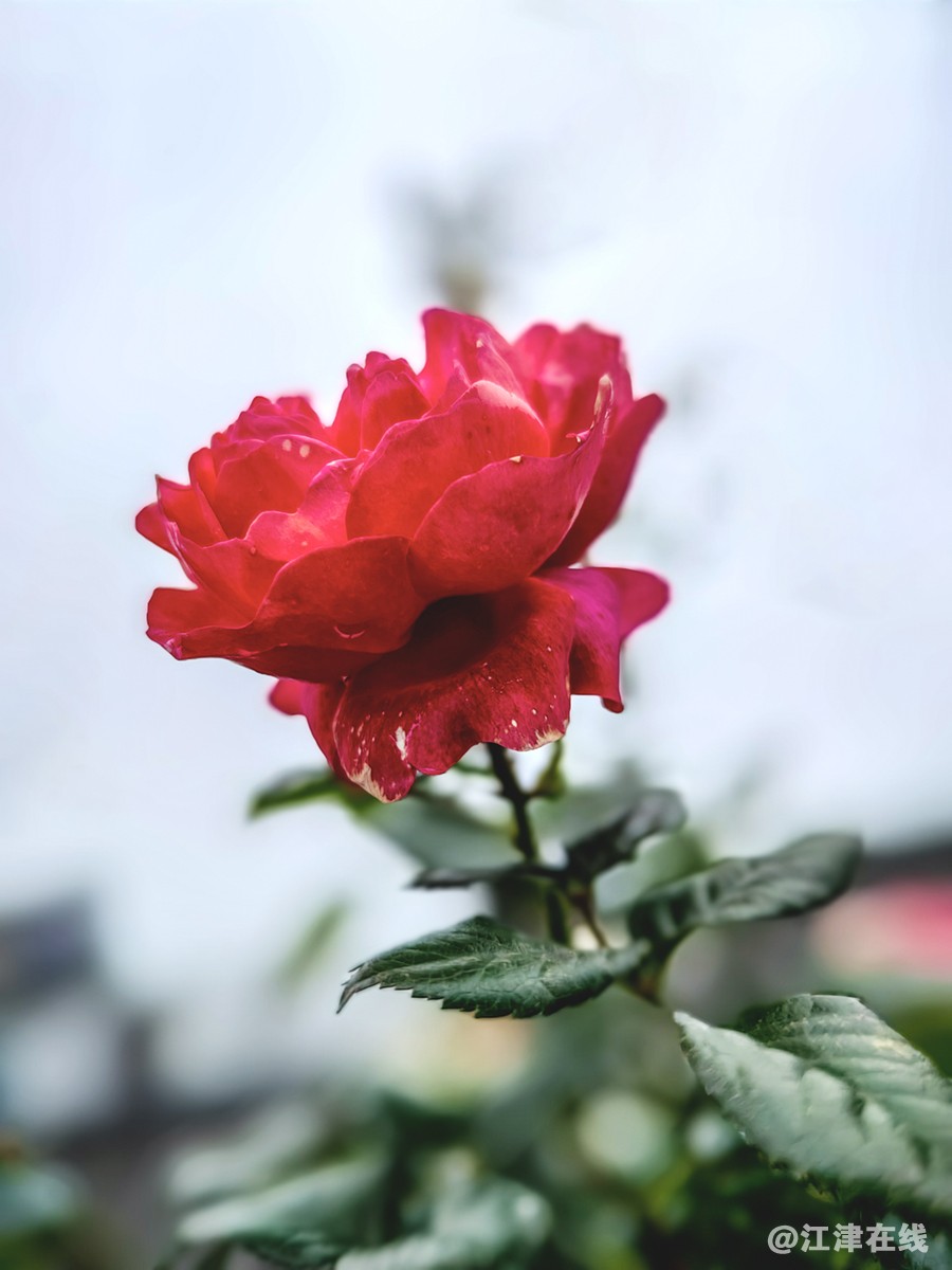 春花 (13).jpg
