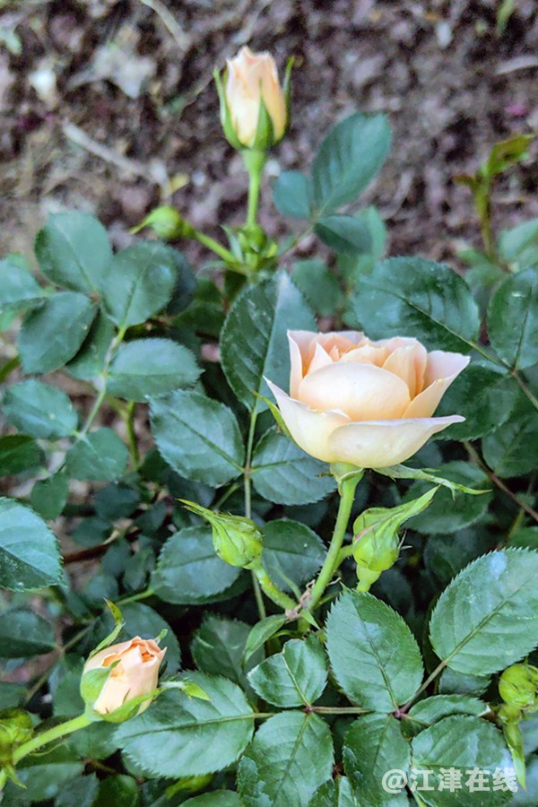 春花 (17).jpg