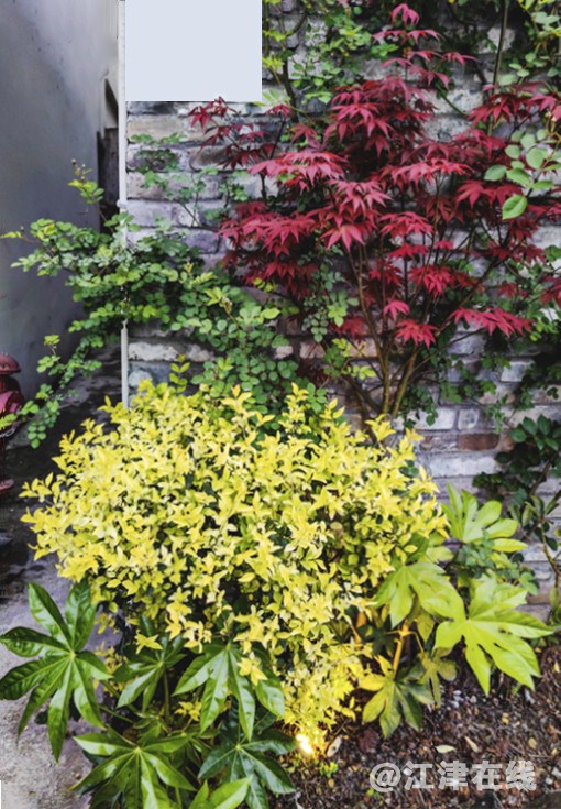 春花 (21).jpg