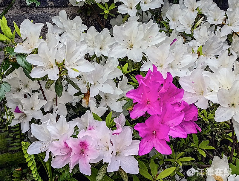 花竞开 (2).jpg