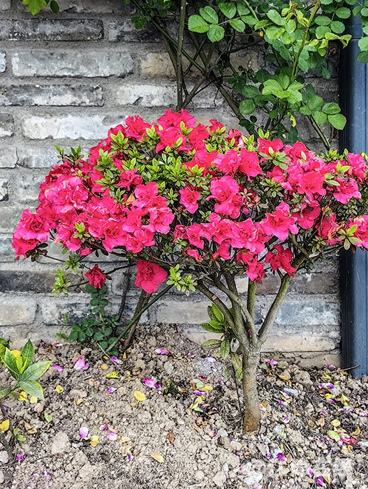花竞开 (3).jpg