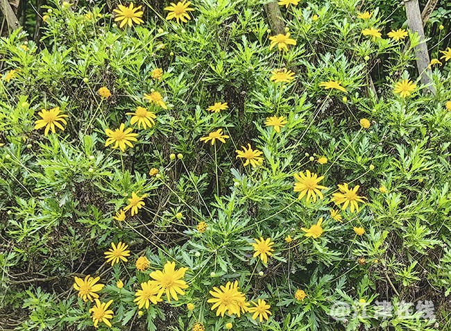 花竞开 (6).jpg