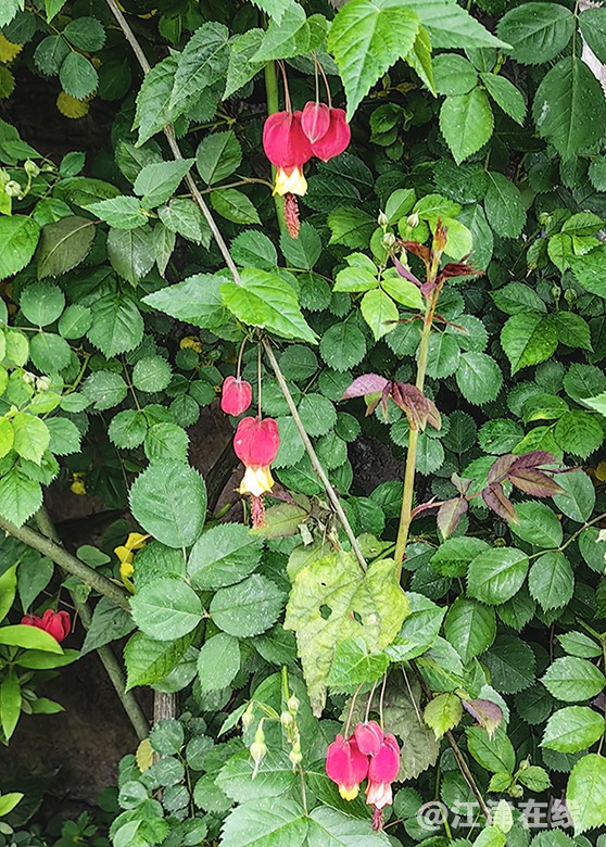 花竞开 (9).jpg