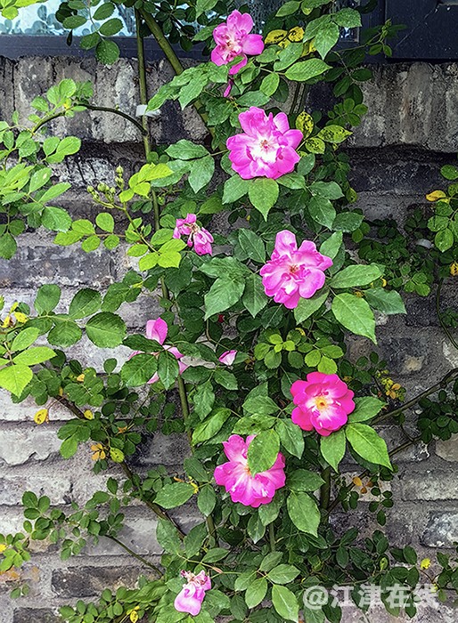 花竞开 (11).jpg