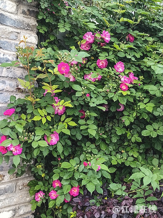 花竞开 (12).jpg