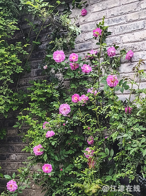 花竞开 (15).jpg